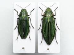 昆虫標本 中国産 タマムシ Buprestis samanthae ペア 希少のサムネイル