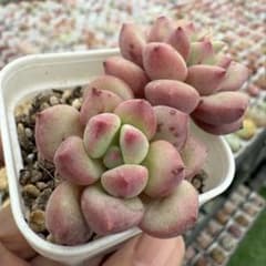エケベリア 自由組み合わせ4点セット発根済ポットごと発送(希望番号の発送可能)のサムネイル