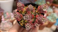 赤葉日高ミセバヤ 抜き苗 多肉植物 - メルカリ