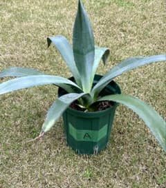アガベ アメリカーナ アオノリュウゼツランA