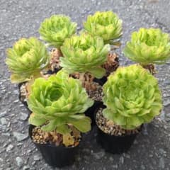 350円セール◇アエオニウム チフォ（知否）根付き苗 6cmポット - メルカリ
