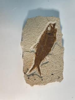 古代魚ナイティア化石 グリーンリバー層 始新世 5000万年前 - メルカリ