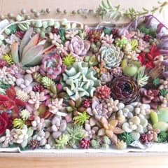 ホワイトファイア、スナグルセット抜き苗発送 ホワイトファイア、スナグルセット抜き苗発送 メルカリで売れた