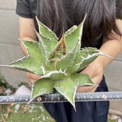 T*4様 579 アガベ チタノタ 海王 極上絶狂棘 優良血統 - メルカリ