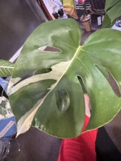 希少　本物　斑入り モンステラ　デリシオーサ マールチーカラー　フィロデンドロン 希少 本物 斑入り モンステラ デリシオーサ マールチーカラー