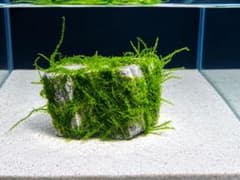 石付きウィローモス アクアリウム用のサムネイル