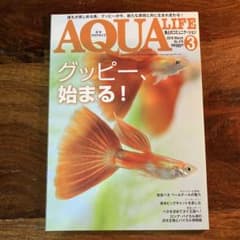 アクアライフ　2019年　3月号　グッピー、始まる！のサムネイル