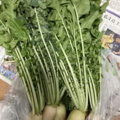完全無農薬　採れたて大根葉　福岡から発送します。のサムネイル