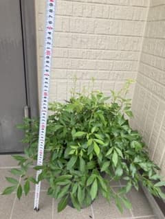 大株 泡盛升麻 アワモリショウマ 抜き苗 山野草 茶花 - メルカリ