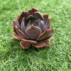 多肉植物  マローム  カット苗のサムネイル