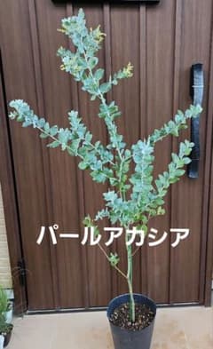 花芽付き パールアカシア 7寸ポット苗R ミモザ 苗木 庭木 - メルカリ