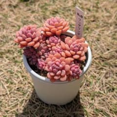 m*m様 【札付き】多肉植物 『リンダリンダ』 ぼのぼのさん苗 B＆B