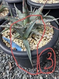 hidden agave キシロナカンサ×ネバデンシス　ハイブリッド　子株③ - 5