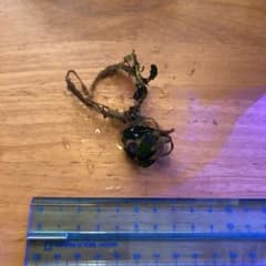 ブセ　チェリーのサムネイル