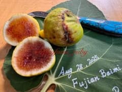 超絶激レアイチジクFujian Baimi穂木1本 - メルカリ
