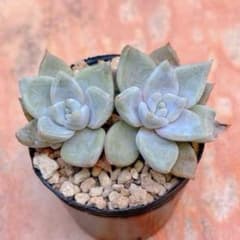 多肉植物 優木園苗 白くま 2頭 札なし - メルカリ