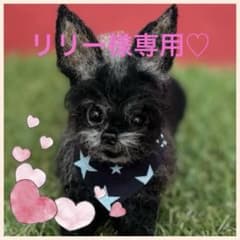 羊毛フェルト　犬　リリー様専用のサムネイル