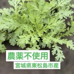 宮城県東松島市産農薬不使用 春菊の苗　10株 ネコポスのサムネイル