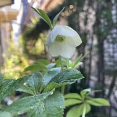 クリスマスローズ 極小輪白 シングル カップ咲き 今季一株のみ - メルカリ