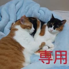 【まじめみかん様専用】カラーサンド【材料　色砂　砂絵　サンドアート】のサムネイル