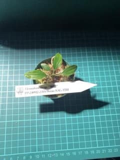Homalomena sp. 