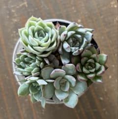 ぺ*ん様 おらいさん苗　札付き　抜き苗　多肉植物　ミックスベリア　青札　エケベリ ミックスベリア 青札 おらいさん苗 カット苗セット 多肉植物 - メルカリ