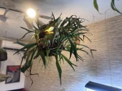 ビカクシダ ビフルカツム　アルシコルネ　 ハンギング仕立て　超大株　60センチ角 ビカクシダ ビフルカツム アルシコルネ ハンギング仕立て 超大株 60