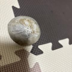 うに　化石のサムネイル