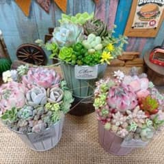 くすみカラーブリキポット3点*そのまま飾れる多肉植物の寄せ植え K