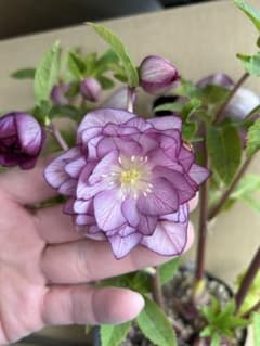 加藤農園 クリスマスローズ 八重咲ピンク系 同梱推奨 - メルカリ