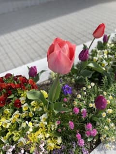 次回発送☆様のサムネイル