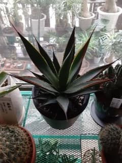 ブルーグロー　アガベ　美株　多肉植物のサムネイル