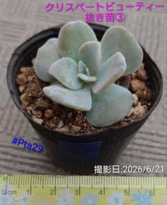 多肉植物 クリスペートビューティー抜き苗③ - メルカリ