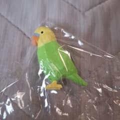 かくかくとりとり セキセイインコ - メルカリ