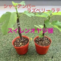 スイレンオヤジ様✨のサムネイル