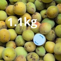 訳あり1.1kg】農薬・化学肥料不使用 梅 らくらくメルカリ便 ② - メルカリ