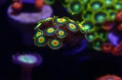 マメスナギンチャク　ラスタのサムネイル