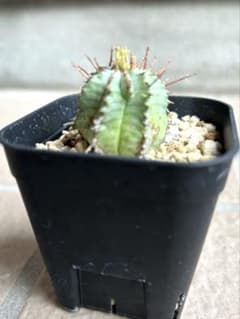 ユーフォルビア ホリダ 白衣×ゲンコツ　カキコのサムネイル