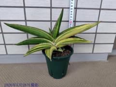 ビ*ー様 サンスベリア Sansevieria Samurai Dwarf v - メルカリ