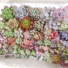 多肉植物✿カット苗 詰め合わせ✿60個以上入っています◡̈*のサムネイル