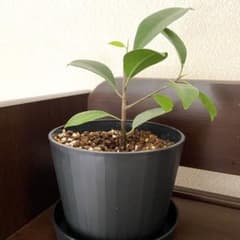メルカリ便発送・ガジュマル挿し木苗 - メルカリ