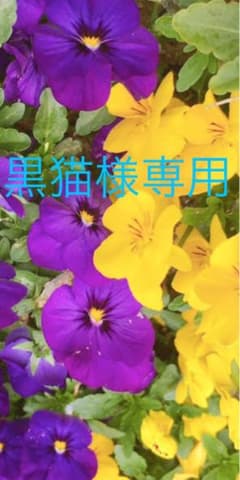 【敏感肌や赤ちゃんも使える】ビューティー　クレイオール1本500mlのサムネイル