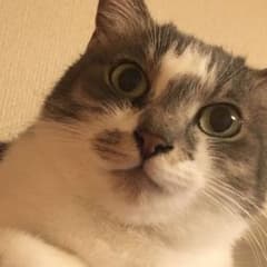霧ヶ峰様専用 凸凹シュガーデイズのサムネイル