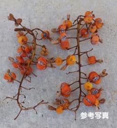 月桃の種　５０個のサムネイル