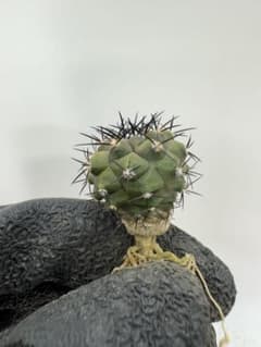 黒王丸 実生 鉢植えメルカリ便送料込み コピアポア シネレア 黒王丸 実生 ⑮ - メルカリ