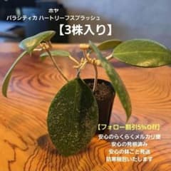 希少】【ホヤ パラシティカ ハートリーフスプラッシュ】3株入 2年養生