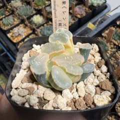 ハオルチア万象《レンズ錦》（糊斑） ※GWの為発送は5/7以降 - メルカリ