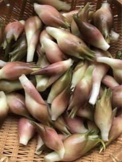 新潟県 無農薬 天然ミョウガ 500gのサムネイル