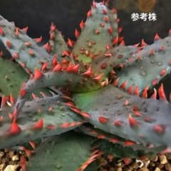 ロウルサンコさんラベル付き☆アロエ 苺怪獣(国内繁殖苗です) - メルカリ