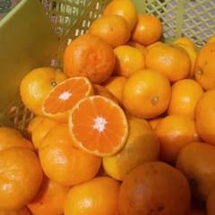 mau .kuma 様★★専用みかん１０キロ　二箱のサムネイル